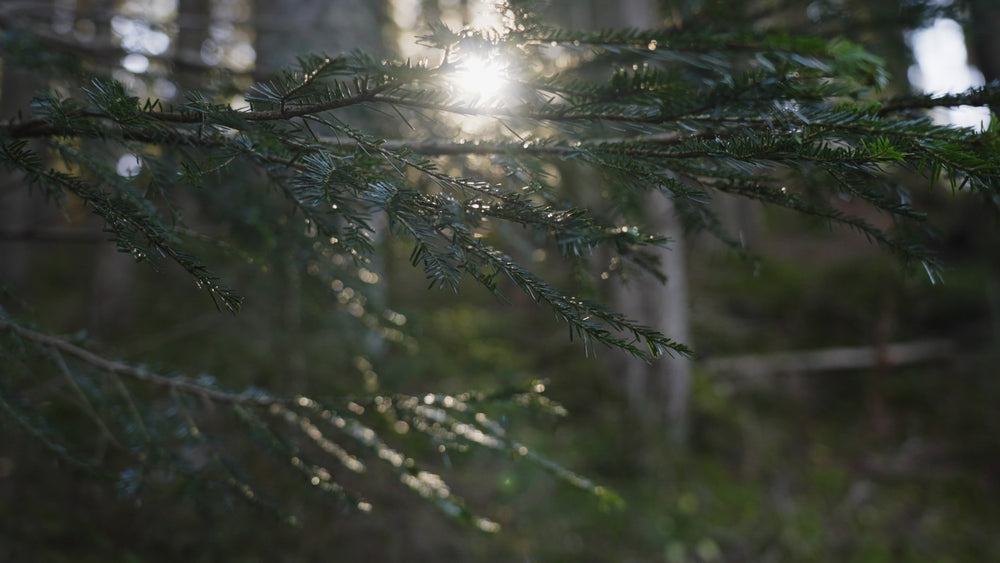 A tranquil forest scene with sunlight filtering through tall trees. The video captures the natural beauty of the woods, highlighting the interplay of light and shadow as the sun's rays create a warm glow and lens flares.